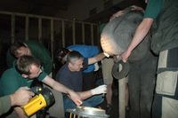 Elephas-maximus-Asien-Elefant-Horas-Zahnbehandlung-TPB2007Okt22-034