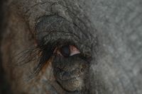Elephas-maximus-Asien-Elefant-Horas-Zahnbehandlung-TPB2007Okt22-056